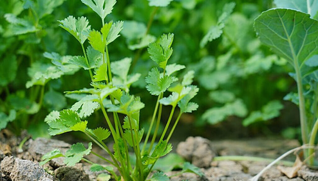 pngtree-fresh-green-organic-vegetable-coriander-image_1017811