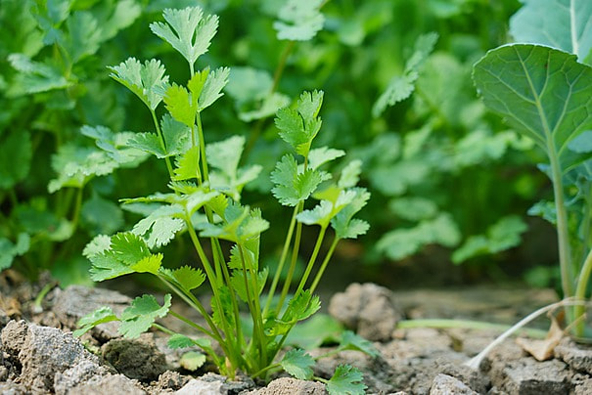 pngtree-fresh-green-organic-vegetable-coriander-image_1017811