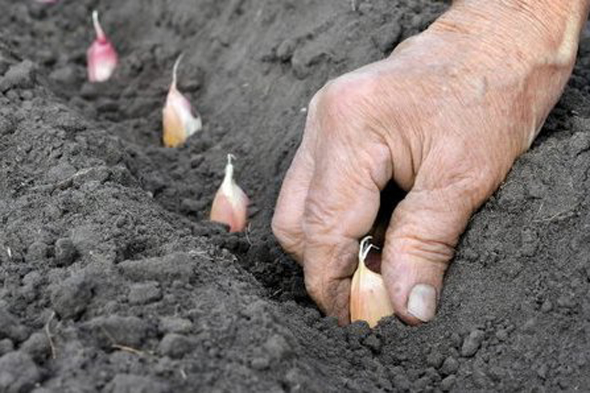 Planting-Garlic-Cloves